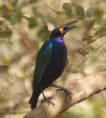 /album/photogallery/purple-glossy-starling-2-marakissa-jpg/
